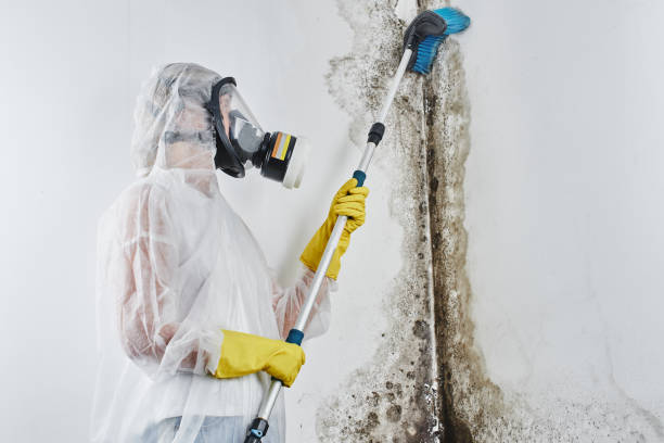 Best Affordable Mold Removal  in Arkoma, OK