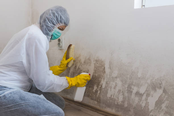 Best Mold Cleaning Services  in Arkoma, OK