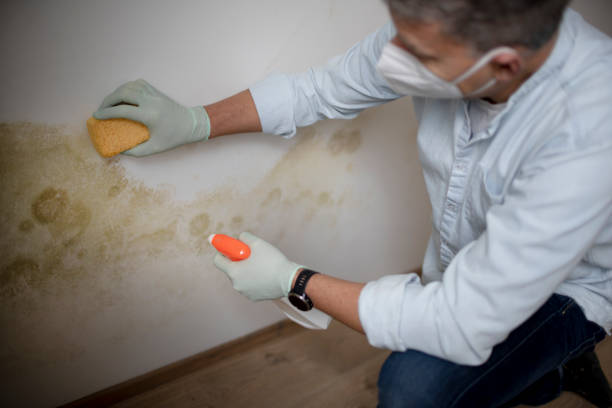Best Black Mold Removal  in Arkoma, OK