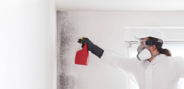 Best Same-Day Mold Removal  in Arkoma, OK