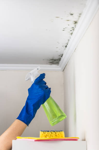 Best Toxic Mold Removal  in Arkoma, OK