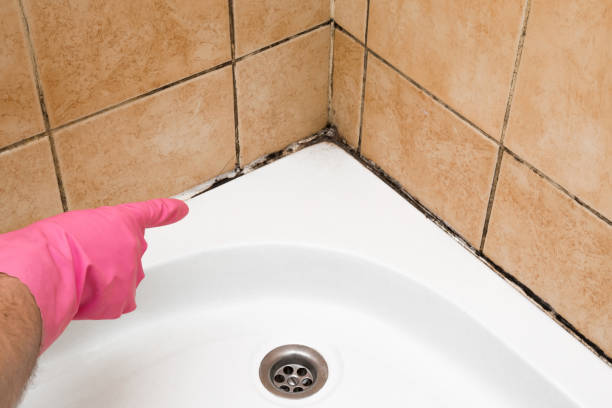 Mold Removal and Inspection in Arkoma, OK